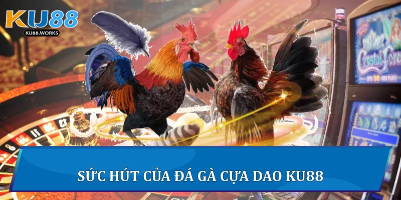 Sức hút của đá gà cựa dao Ku88